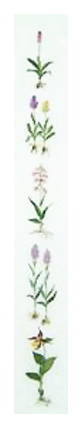 Orchids