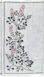 Fumaria