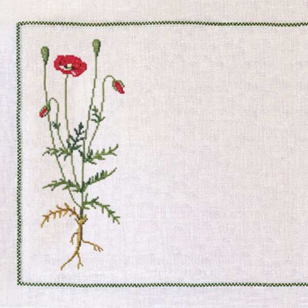 Long-headed Poppy