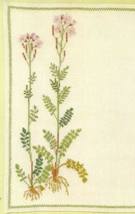 Lady's Smock