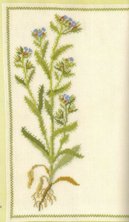 Bugloss