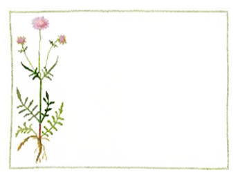 Scabious