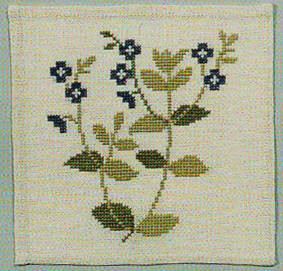 Speedwell