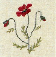 Long-headed Poppy