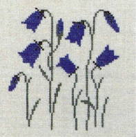 Common Harebell