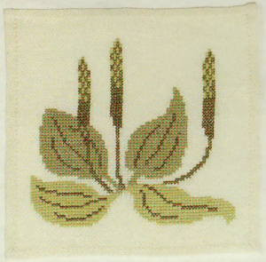 Broadleaf Plantain