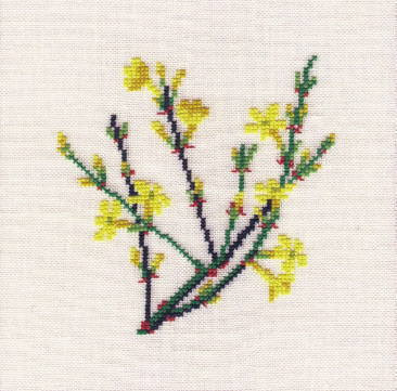 Winter Jasmine