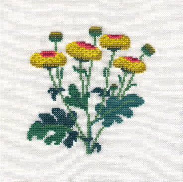 Chrysanthemum