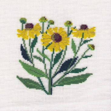 Helenium