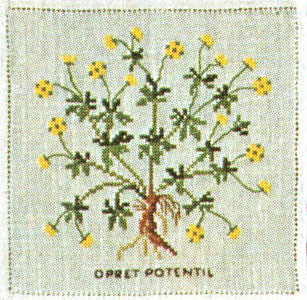 Cinquefoil