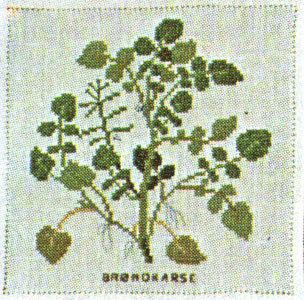 Watercress