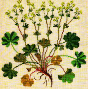 Lady's Mantle