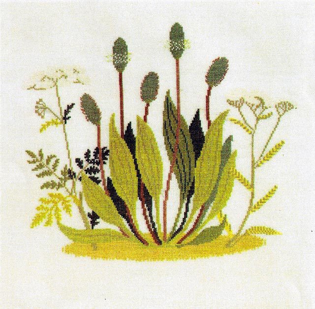 Plantain