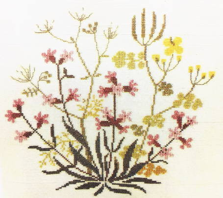 Sticky Catchfly