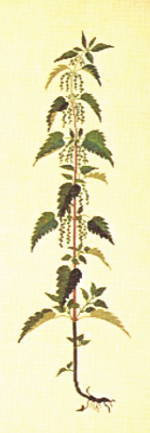 Stinging Nettle