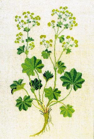 Lady's mantle