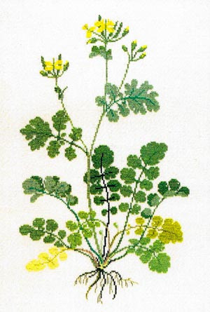 St John's Wort