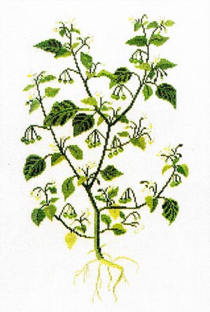 Black Nightshade