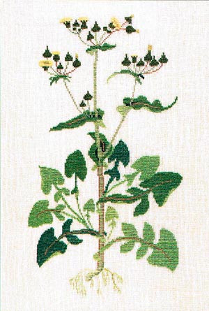 Sow Thistles