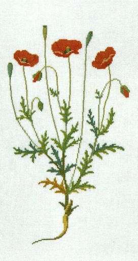 Poppy