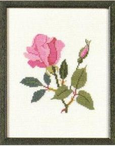 American Beauty Rose Columbia