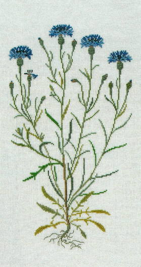 Cornflower