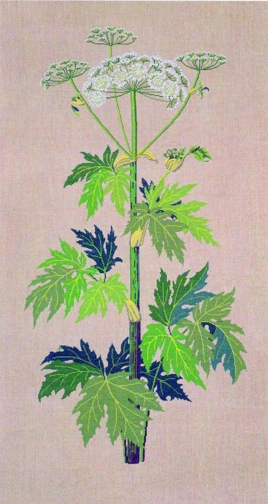 Hogweed