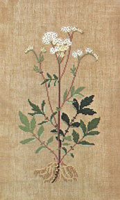 Meadowsweet