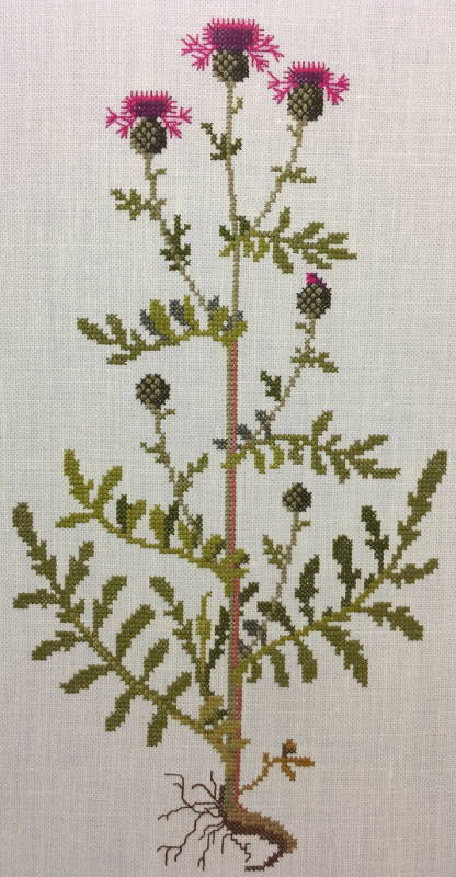 Knapweed