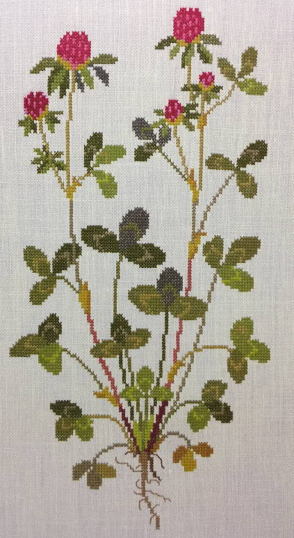 Red Clover