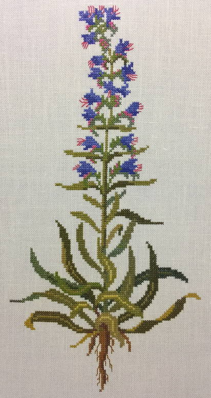 Blueweed