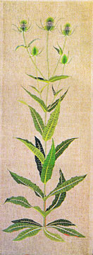 Thistle