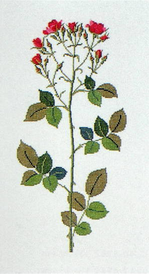 Roses