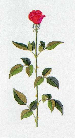 Baccara Rose