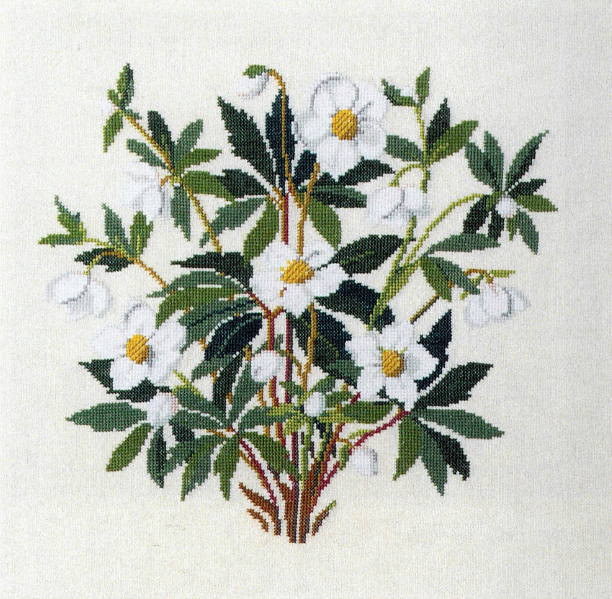 Christmas Rose