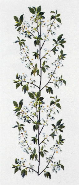Cherry Branch