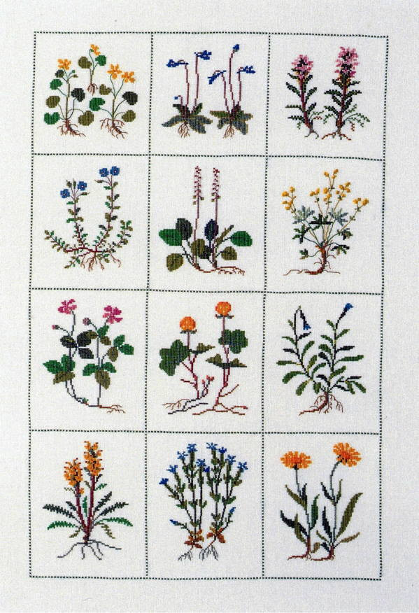 Rock Plants