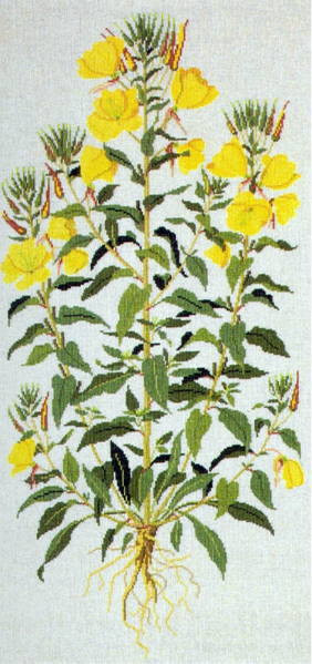 Evening Primrose