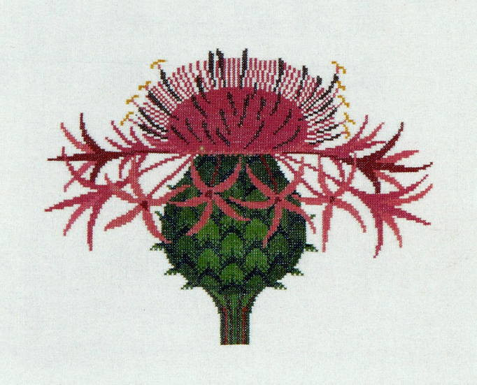 Knapweed