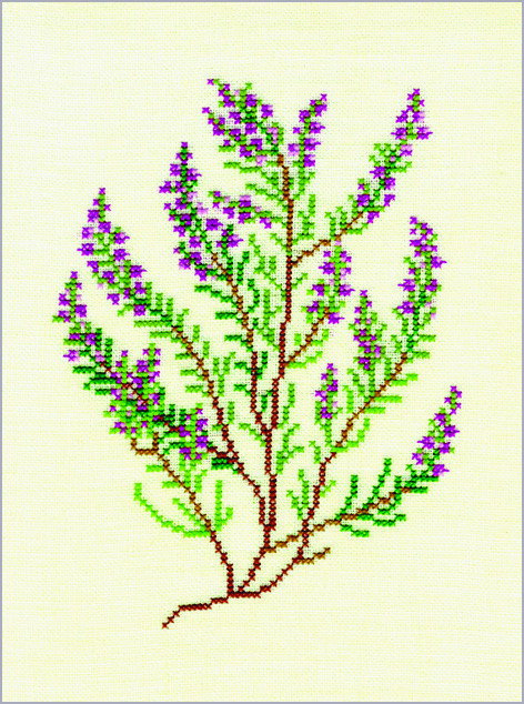 Heather