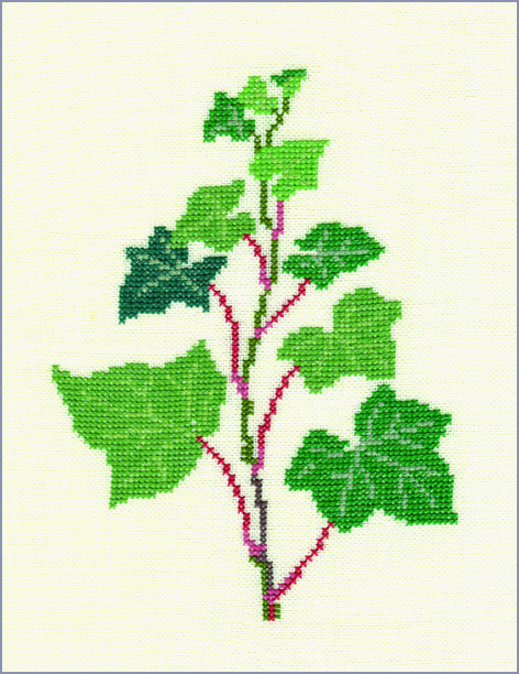Ivy