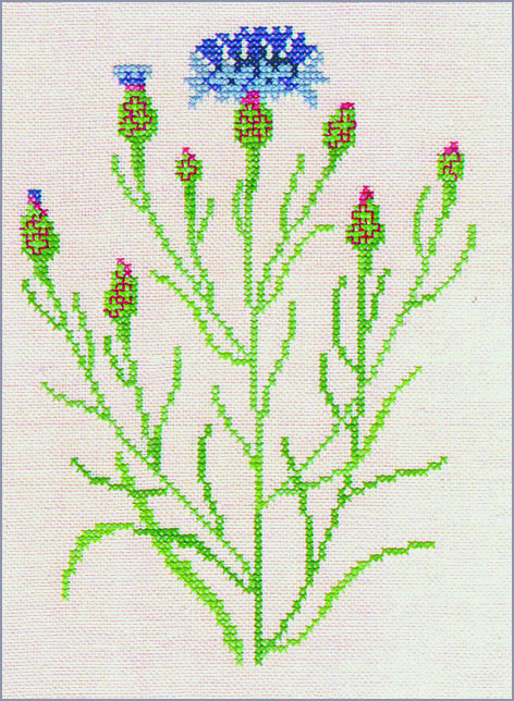 Cornflower