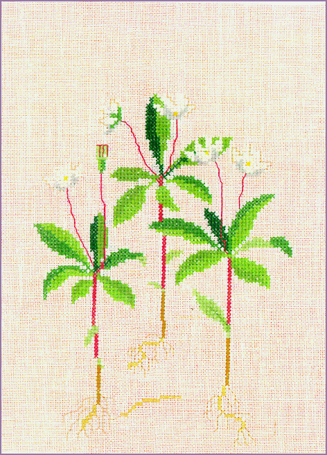 Starflowers