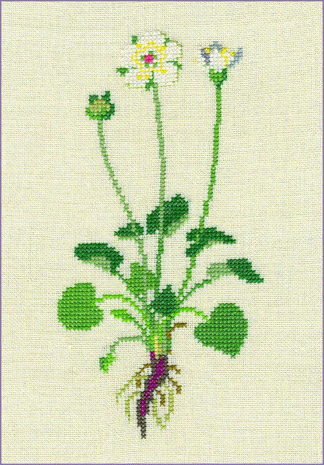 Grass of Parnassus