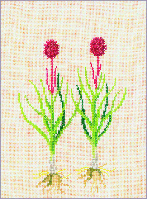 Nigritella