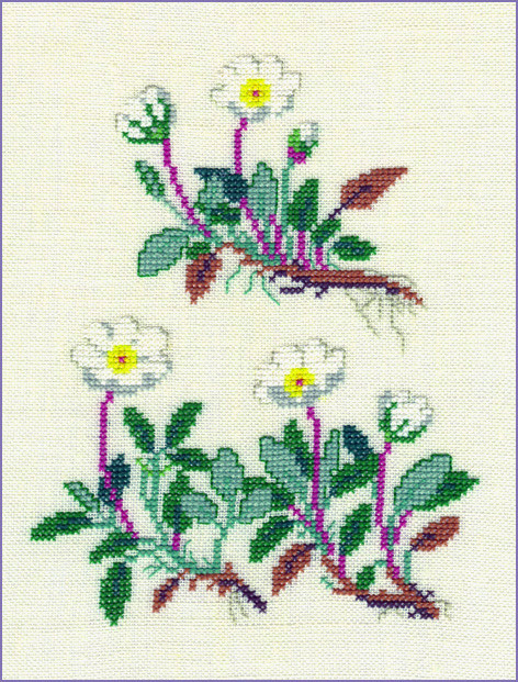 Dryas