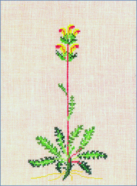 Pedicularis