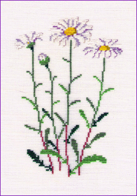 Oxeye Daisy