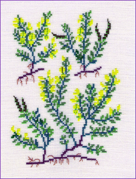 Hairy Greenweed