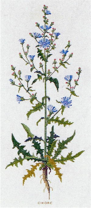 Chicory